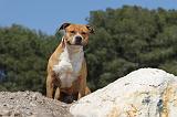 AMSTAFF ADULT 030